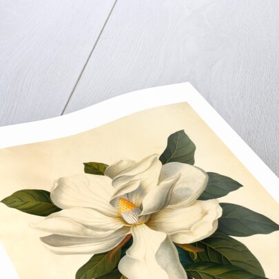 Magnolia Grandiflora by Georg Dionysus Ehret