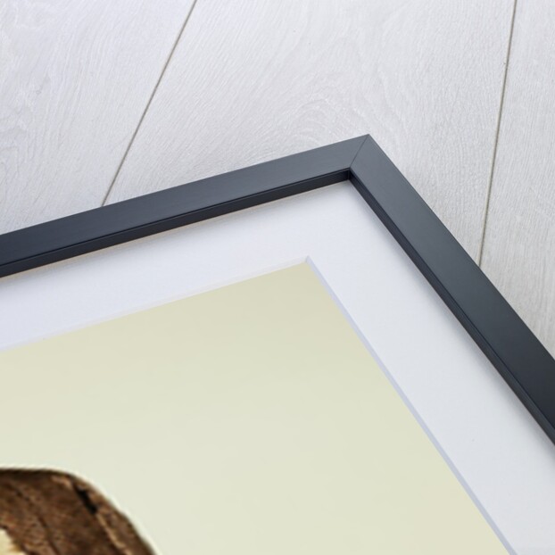 Dress suit and waistcoat. England, 1780-90 by Unknown