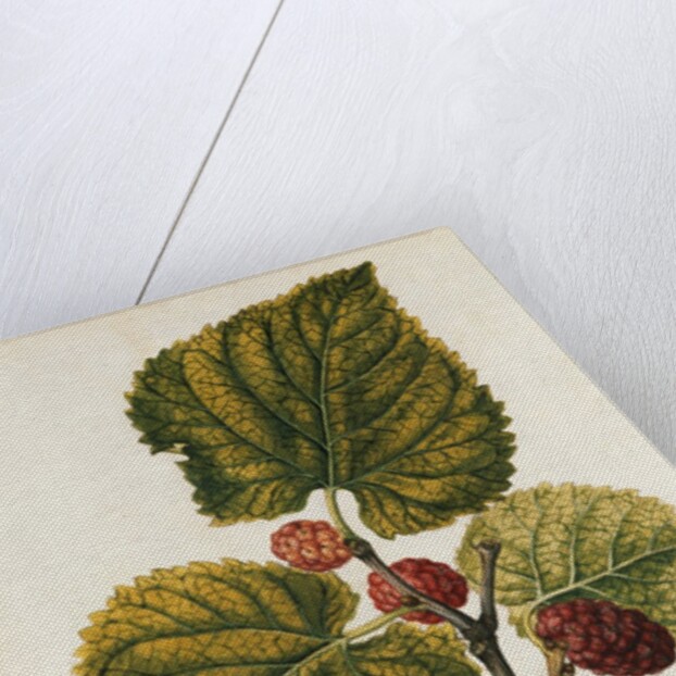 Mulberry by Jacques Le Moyne de Morgues