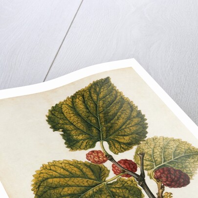 Mulberry by Jacques Le Moyne de Morgues