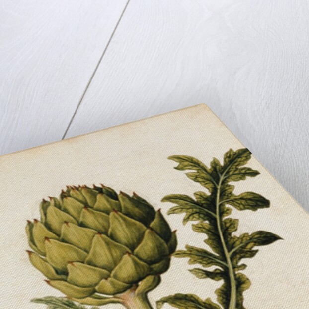 Globe Artichoke by Jacques Le Moyne de Morgues