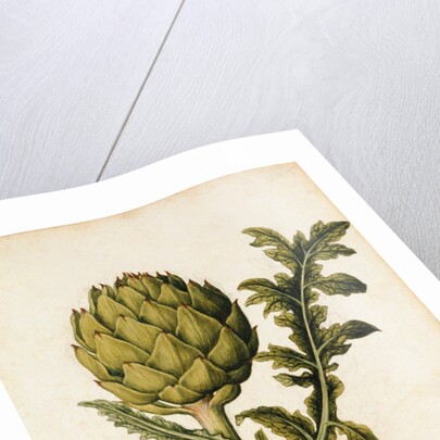 Globe Artichoke by Jacques Le Moyne de Morgues