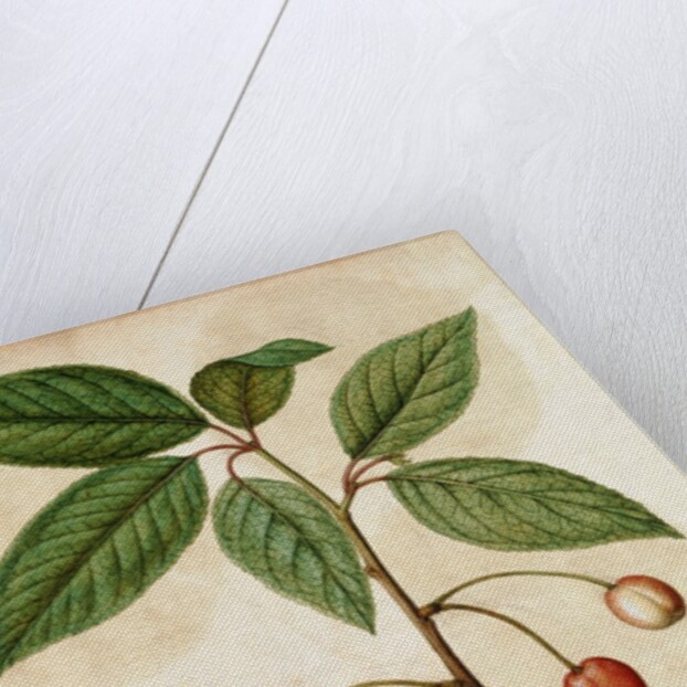 Cherry by Jacques Le Moyne de Morgues