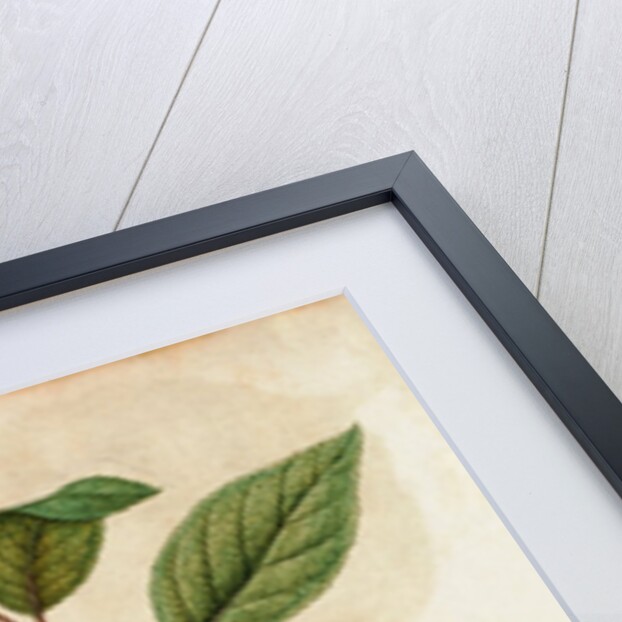 Cherry by Jacques Le Moyne de Morgues