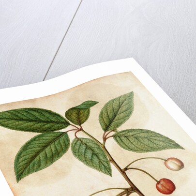 Cherry by Jacques Le Moyne de Morgues