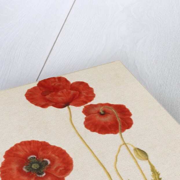 Corn Poppy by Jacques Le Moyne de Morgues