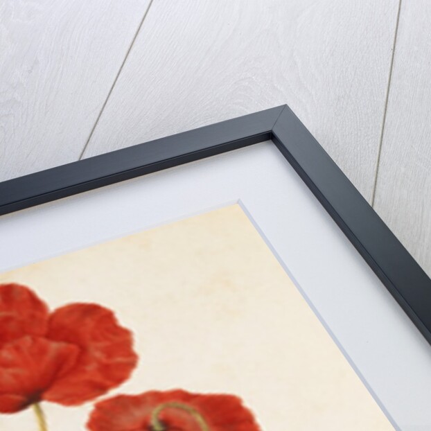 Corn Poppy by Jacques Le Moyne de Morgues