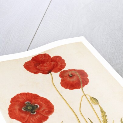 Corn Poppy by Jacques Le Moyne de Morgues