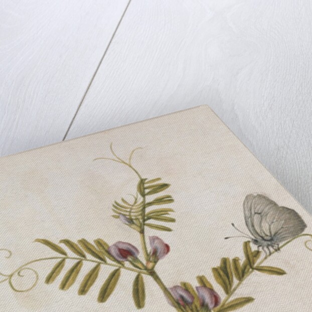 Common Vetch and Black Veined White Butterfly by Jacques Le Moyne de Morgues