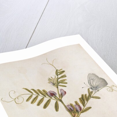 Common Vetch and Black Veined White Butterfly by Jacques Le Moyne de Morgues