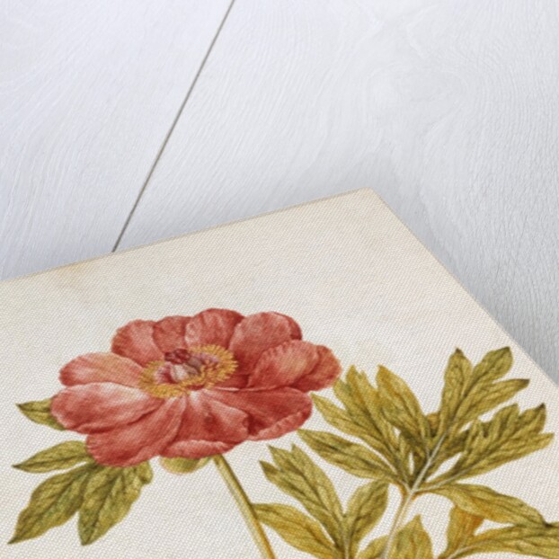 Peony by Jacques Le Moyne de Morgues