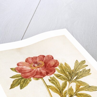 Peony by Jacques Le Moyne de Morgues