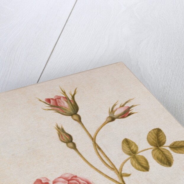 Pink Rose by Jacques Le Moyne de Morgues