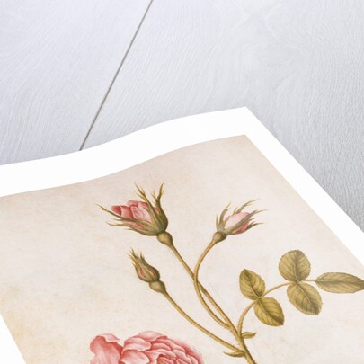 Pink Rose by Jacques Le Moyne de Morgues