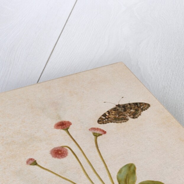 Daisy & Painted Lady Butterfly by Jacques Le Moyne de Morgues