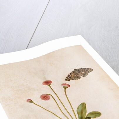Daisy & Painted Lady Butterfly by Jacques Le Moyne de Morgues