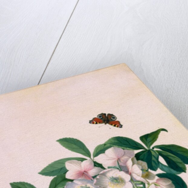 True Black Hellebore by Georg Dionysus Ehret