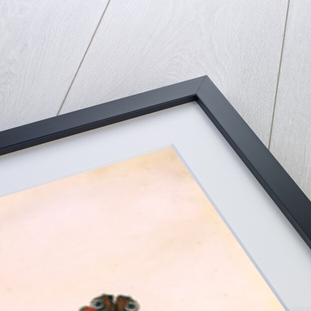 True Black Hellebore by Georg Dionysus Ehret