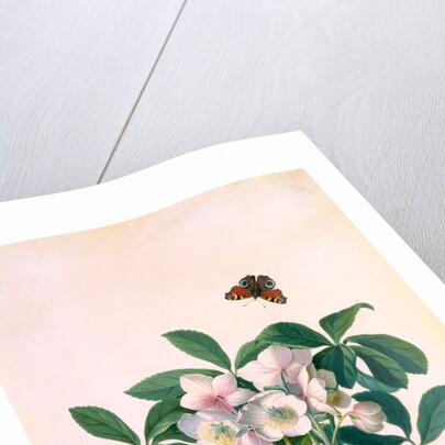 True Black Hellebore by Georg Dionysus Ehret