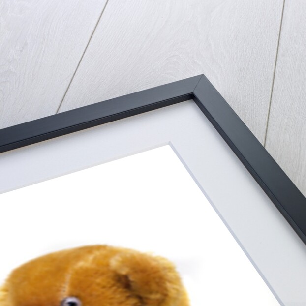 Teddy Bear by Unknown