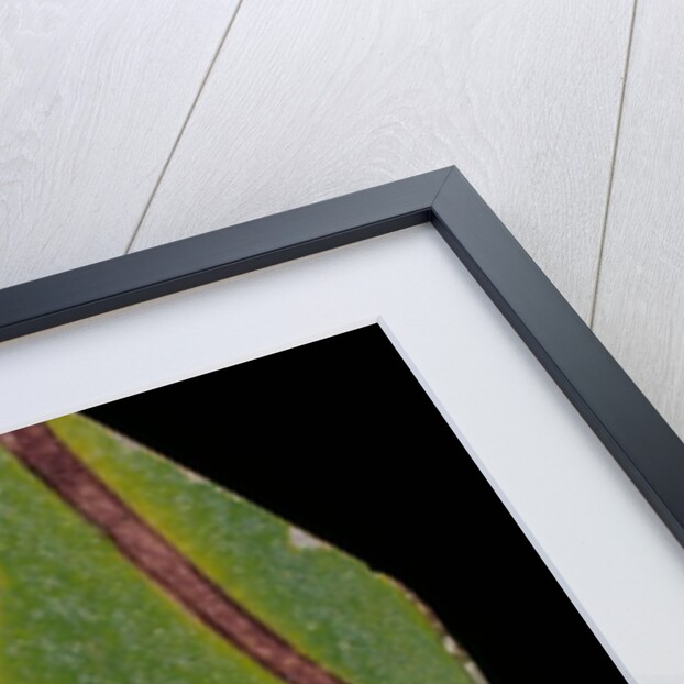 Border tile by Unknown