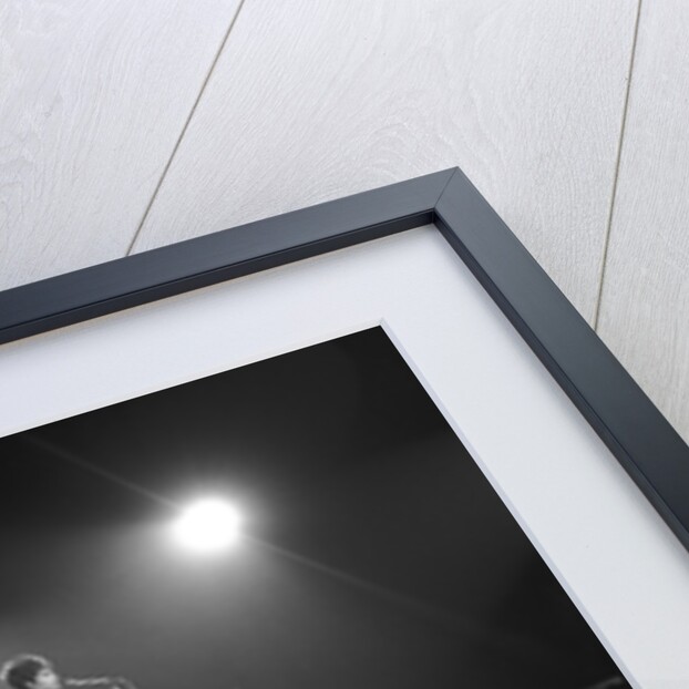 Helen Shapiro by Harry Hammond