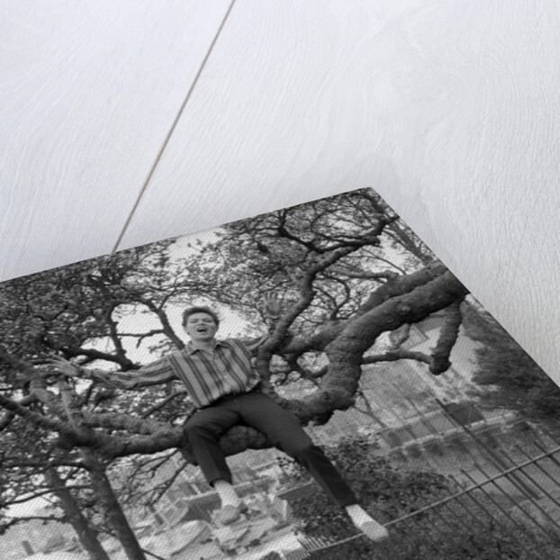 Cliff Richard singing on a tree by Harry Hammond