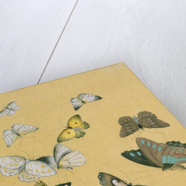 Butterflies. Japan, 19th century by Unknown