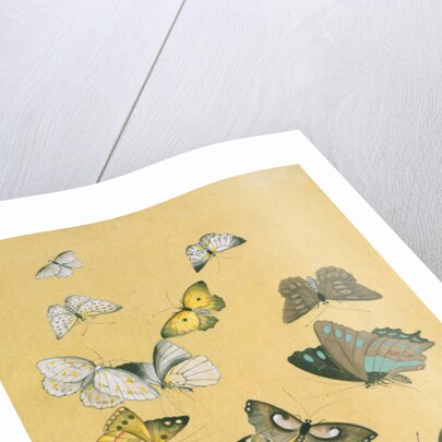 Butterflies. Japan, 19th century by Unknown