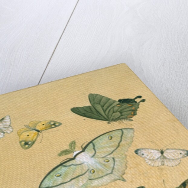 Butterflies. Japan, 19th century by Unknown