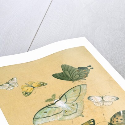 Butterflies. Japan, 19th century by Unknown