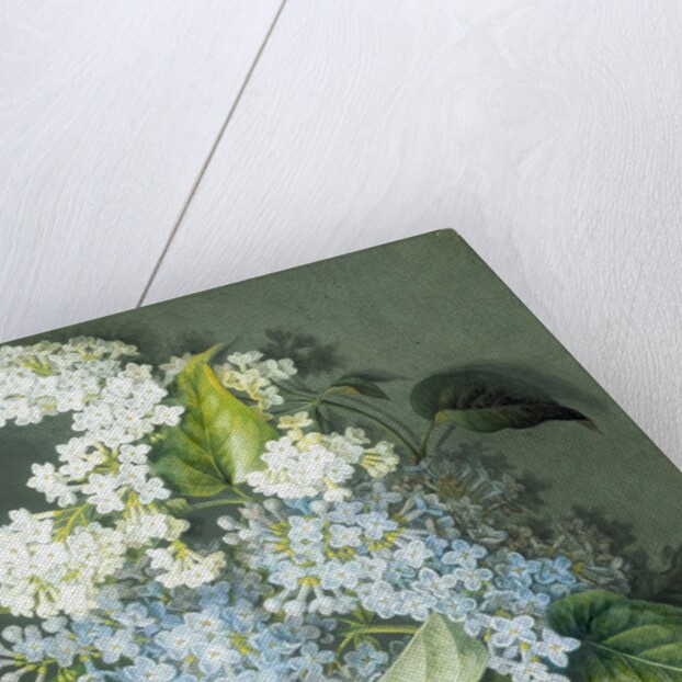 White and blue lilac with moth by Christel Eli