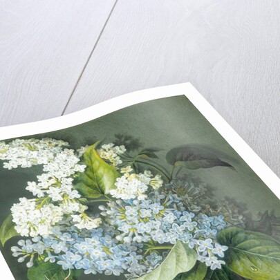 White and blue lilac with moth by Christel Eli