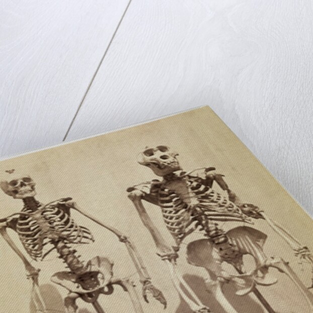 Skeletons by Roger Fenton
