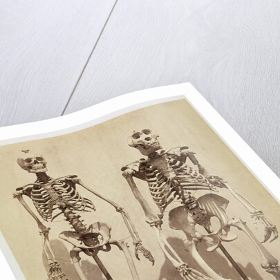 Skeletons by Roger Fenton