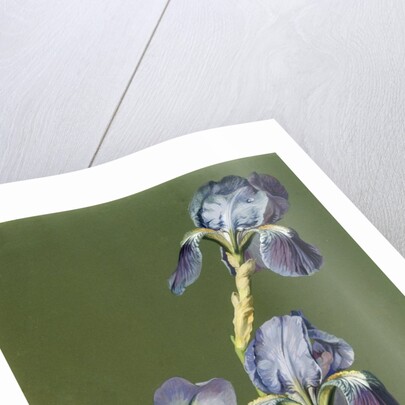 Iris by Charles Polisch