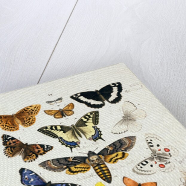 Chart illustrating butterflies and moths by Unknown