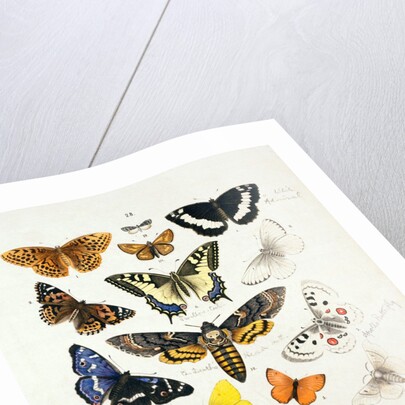 Chart illustrating butterflies and moths by Unknown