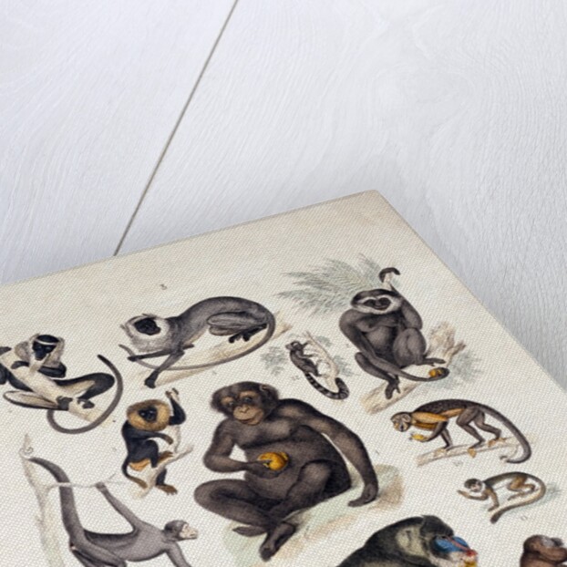 Natural history chart of mammals by Unknown