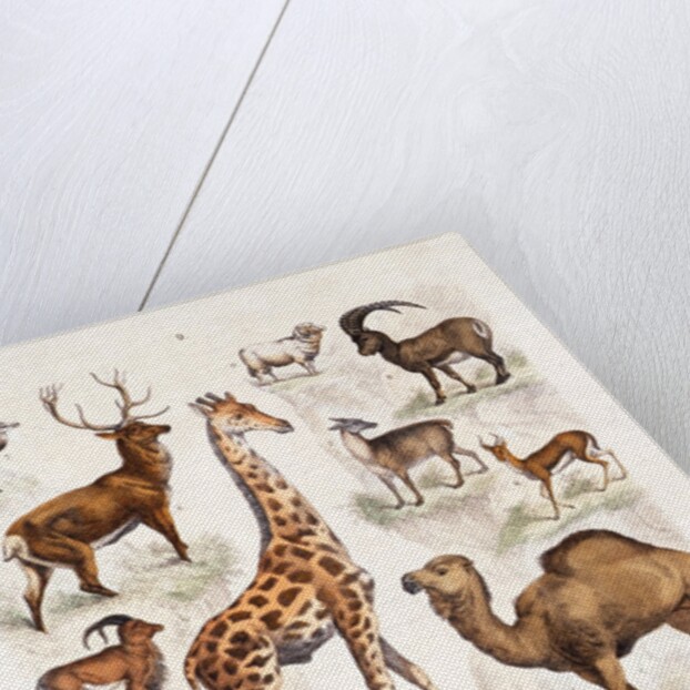 Natural history chart of mammals by Unknown