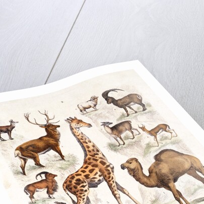 Natural history chart of mammals by Unknown
