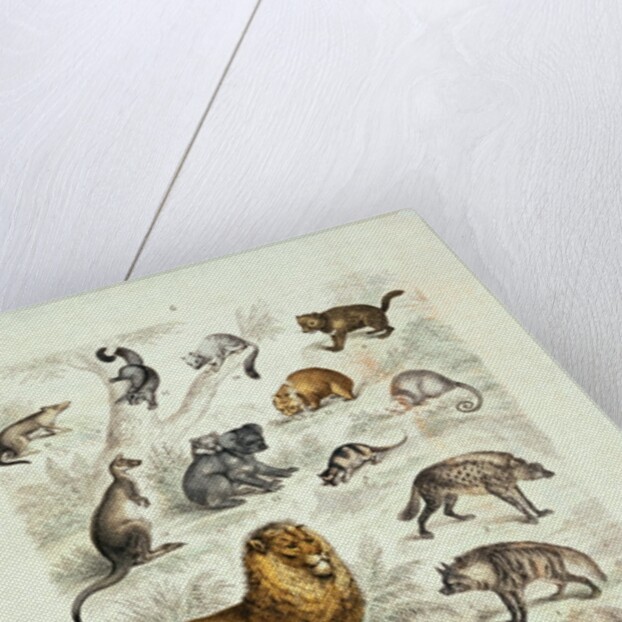 Natural history chart of mammals by Unknown