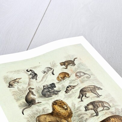 Natural history chart of mammals by Unknown