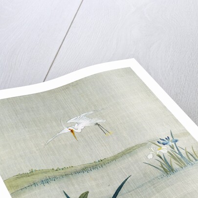 White crested heron flying over a lake with blue and white irises by Unknown