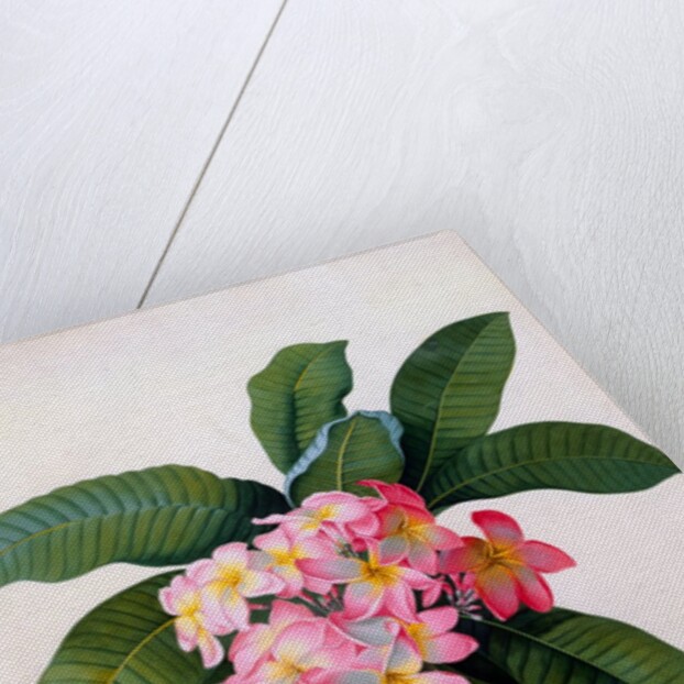 Plumeria by Georg Dionysius Ehret
