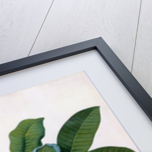 Plumeria by Georg Dionysius Ehret