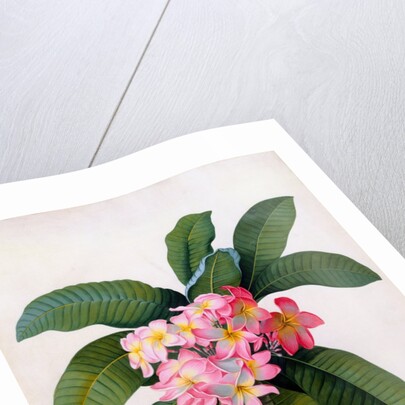 Plumeria by Georg Dionysius Ehret