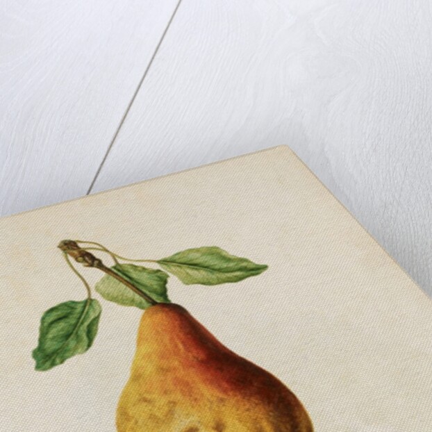 Pears by Jacques Le Moyne de Morgues