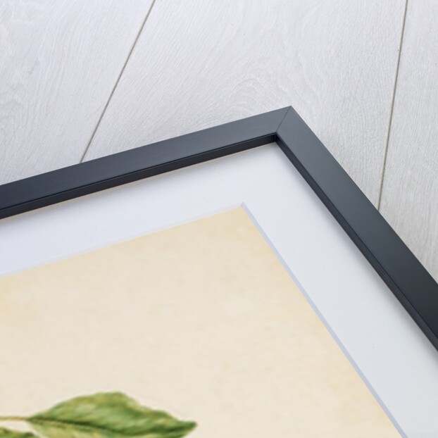 Pears by Jacques Le Moyne de Morgues