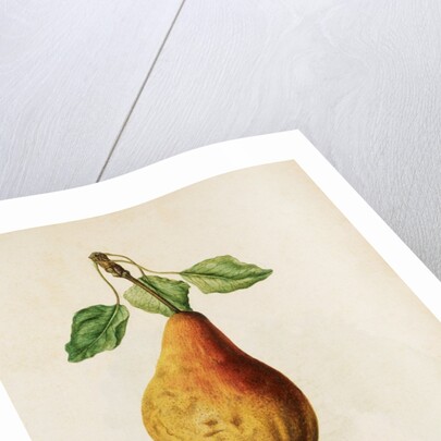 Pears by Jacques Le Moyne de Morgues